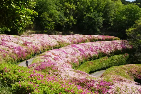 春の絨毯、花見の小道