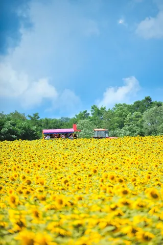 ひまわり畑とレトロ列車、夢心地の旅