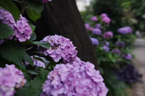 しっとり咲き誇る紫陽花
