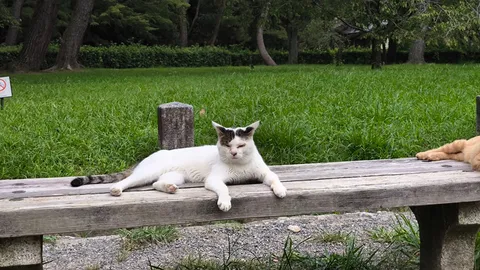 ベンチでくつろぐ猫、もう一匹はどこ？