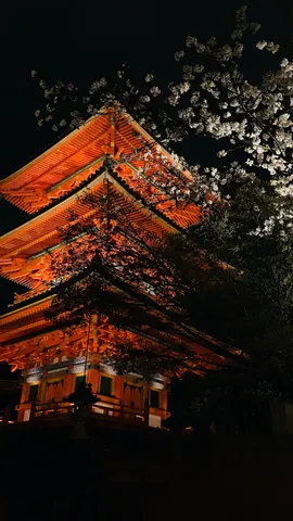 夜桜と五重塔の幻想的な競演