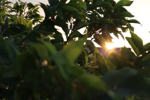 木漏れ日、夏の終わりの光