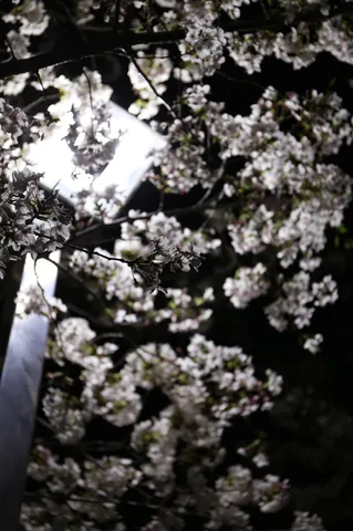光に舞う夜の桜