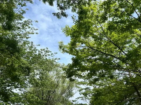 木漏れ日と青空のシンフォニー