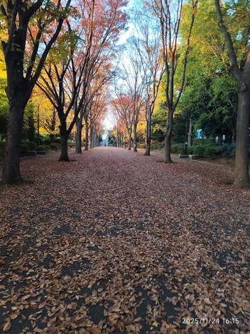 秋色に染まる落葉の小径