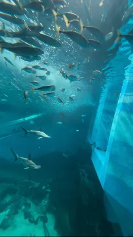青の海景を泳ぐ群れ