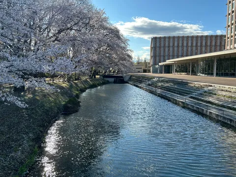 川面に映る桜吹雪の誘惑