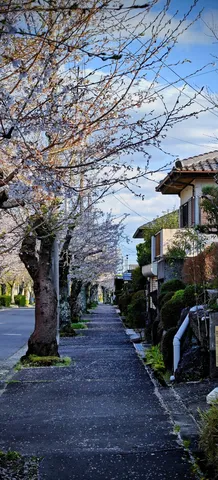 桜並木の静かな路地