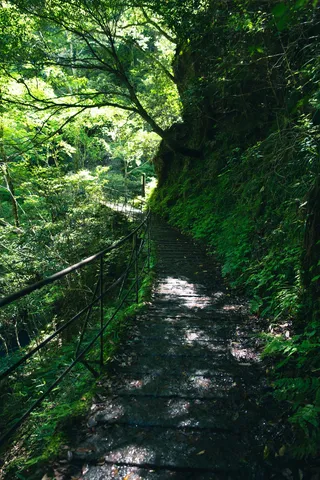 緑深き森の階段
