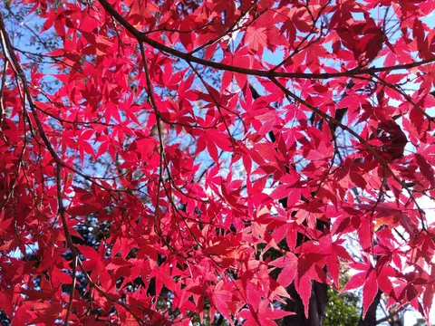 燃えるような紅葉の息吹