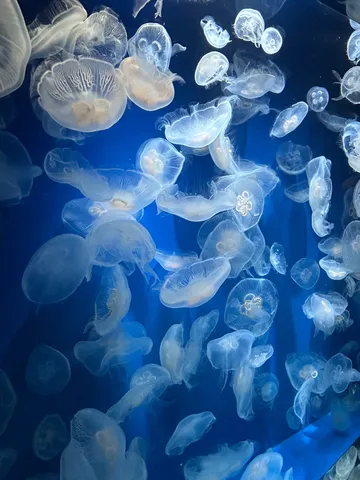 クラゲたちの水中舞踏会