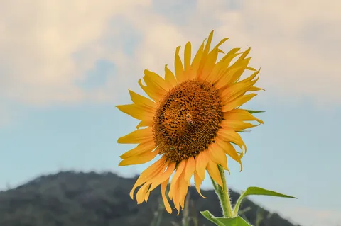 夏空に輝く、ひとときの主役