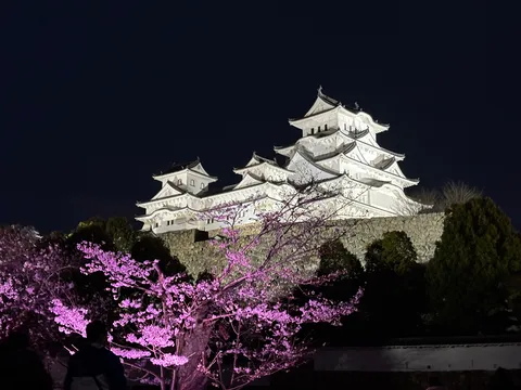 夜桜と白鷺城の幻想的な競演