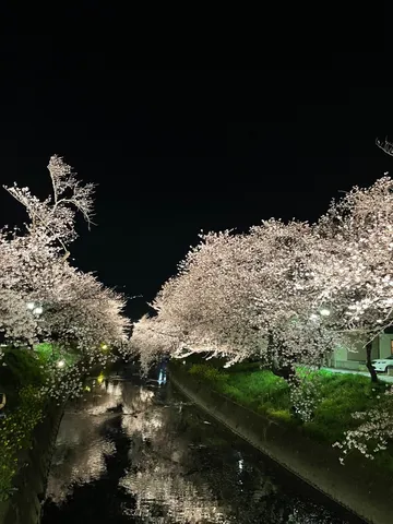 夜桜と水面の映え路