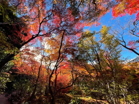 燃えるような秋の彩。