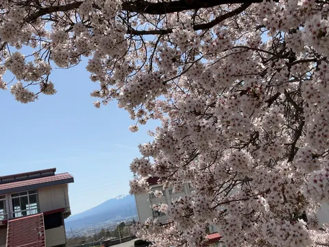 満開の桜と遠くの山並み