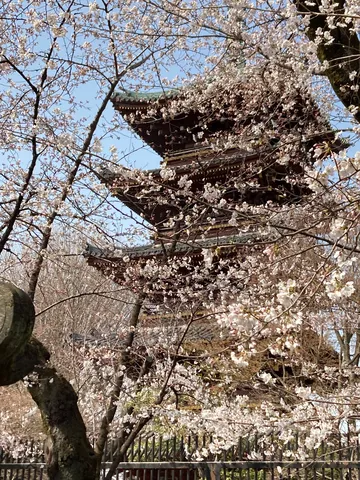 桜咲く、古刹の春景色
