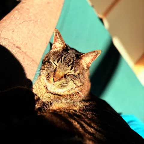 日差しと猫のまどろみ