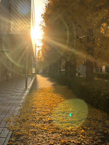 太陽と落ち葉の黄金ロード