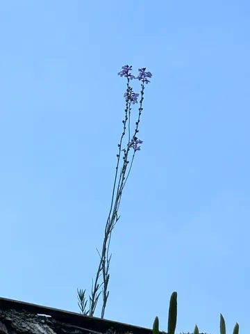 空に向かって伸びる小さな命