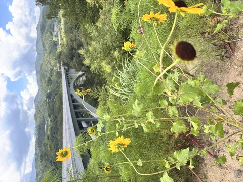 橋と花の野性的なコラボ