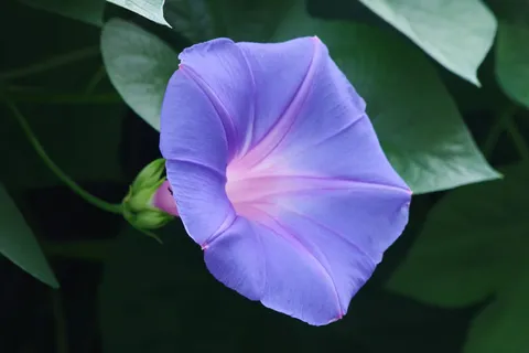 朝顔、優美なグラデーション