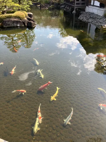 鯉たちの水面遊泳