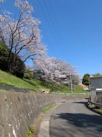 桜咲く坂道と青空