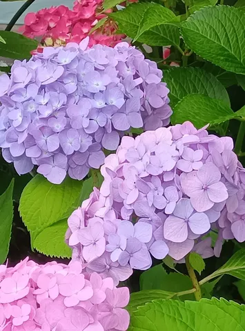 色とりどりのアジサイ