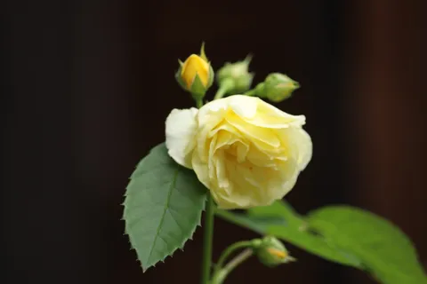朝露に濡れる淡いバラ