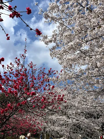紅白彩る春の空