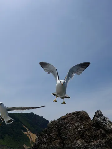 飛べ！カモメ！