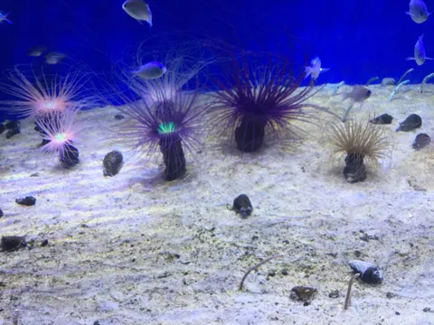 水中ワンダーランド