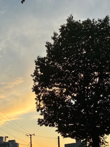 街路樹と夕焼けのグラデーション