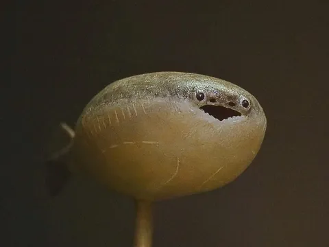 どこ見てんねん！