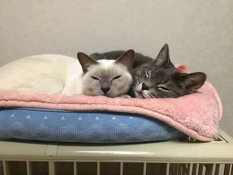 仲良し猫ちゃんのほっこりお昼寝