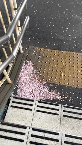 花びらの道、静かな入口