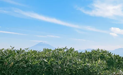 葉っぱ越しに富士山発見！