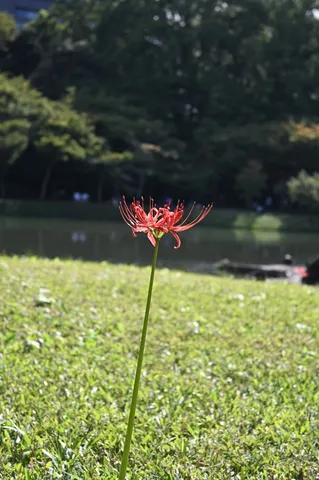 紅の花が立つ静かな午後