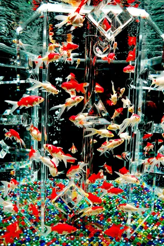 幻想的な金魚の世界