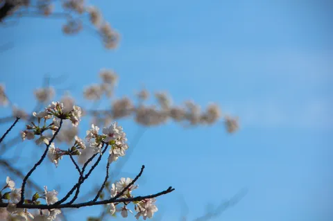 春空に咲く桜たち