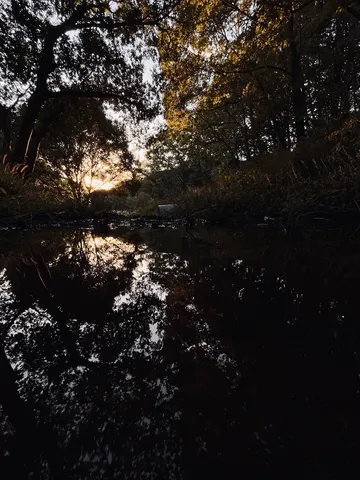 水面に映る木漏れ日の幻想