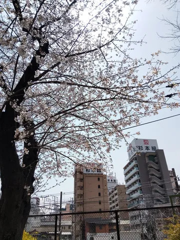 春の都心、淡い桜とビルのコントラスト