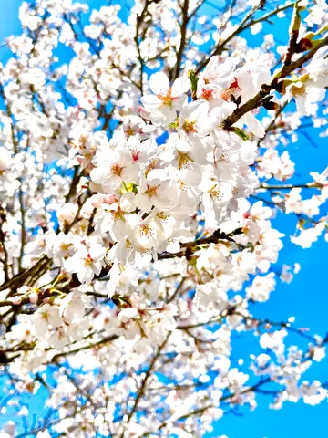 青空に映える桜の群れ