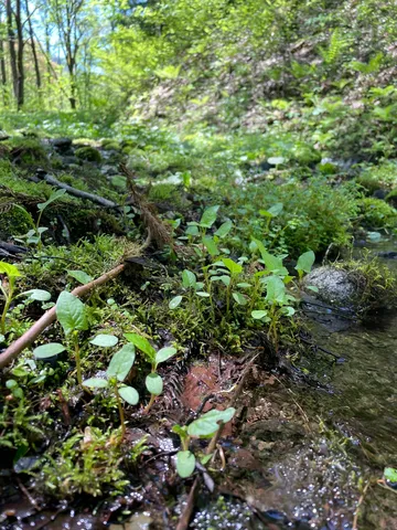 森の水辺に芽生える緑