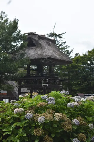 紫陽花と古民家の、静かな時間