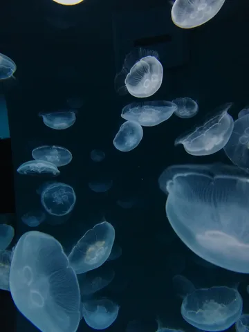水槽に浮かぶ透明な月