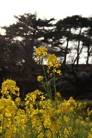 春の息吹、鮮やかな菜の花畑