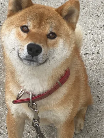 笑顔の柴犬、視線の先には