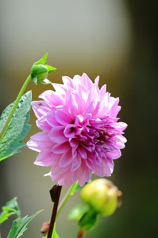 ピンクの花の静かな鼓動